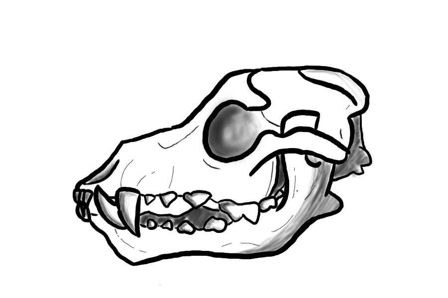 wolf/ dog skull sketch