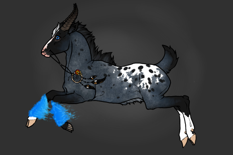Entry 4 - Blue Roan Appy