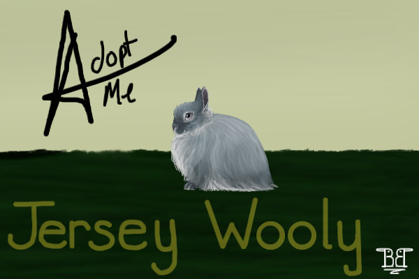 Jersey wooly #1 Doe