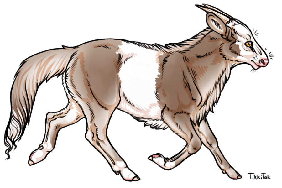 Breedings 001 | Dilute White-Bellied Agouti