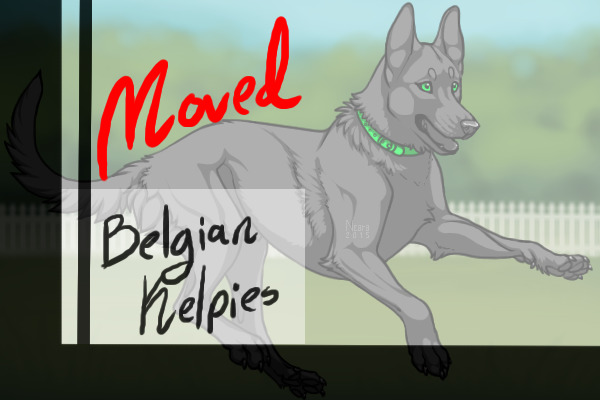 Belgian Kelpies - MOVED