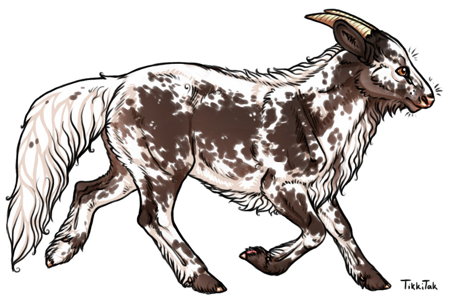 Breeding 004 | Dilute Siberian Colour-Sided