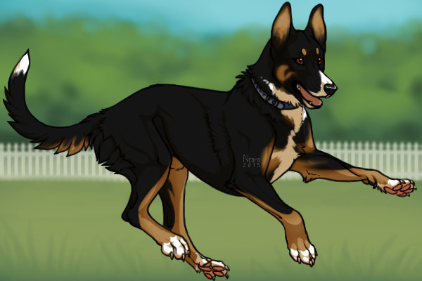 Belgian Kelpie 6