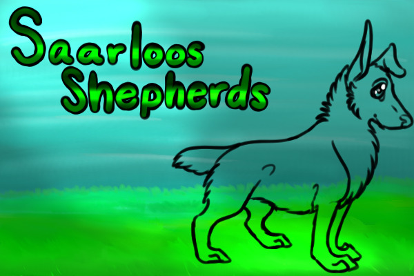 saarloos shepherds - open - looking for artists.