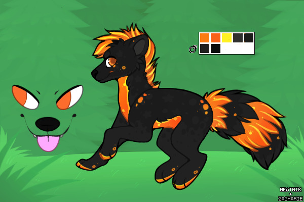 Coontail #33