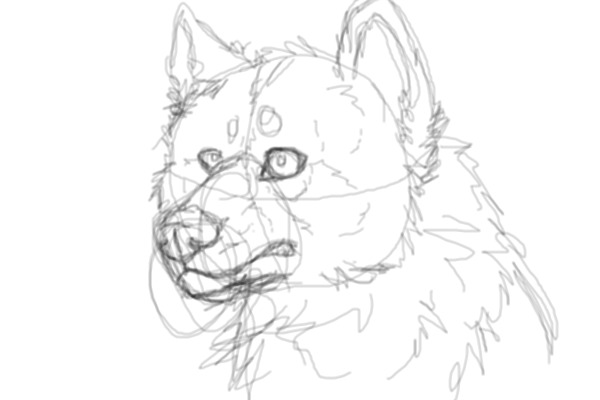 Sketch #1 (Wolf/Dog)