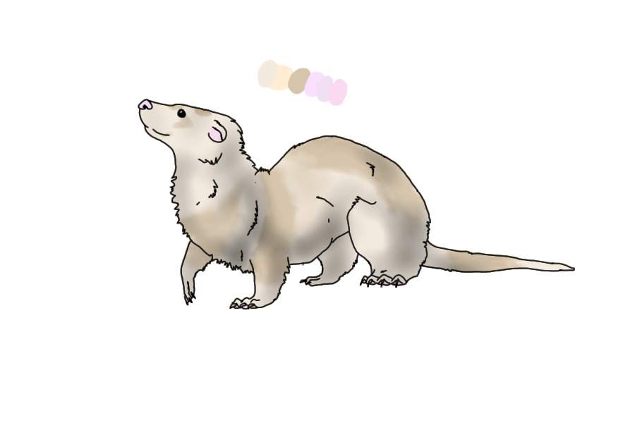Ferret