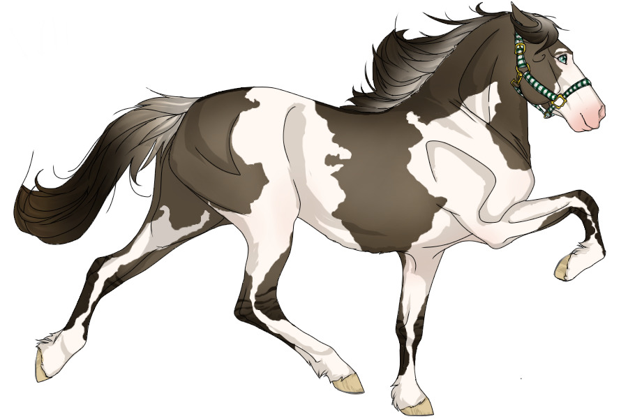 #2609 Silver Smoky Grullo Tobiano