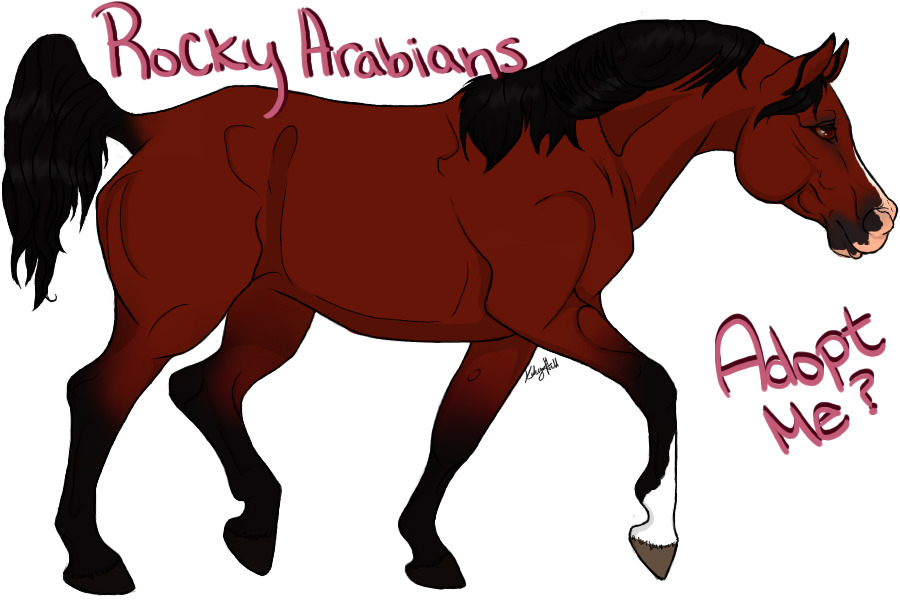 Rocky Arabians