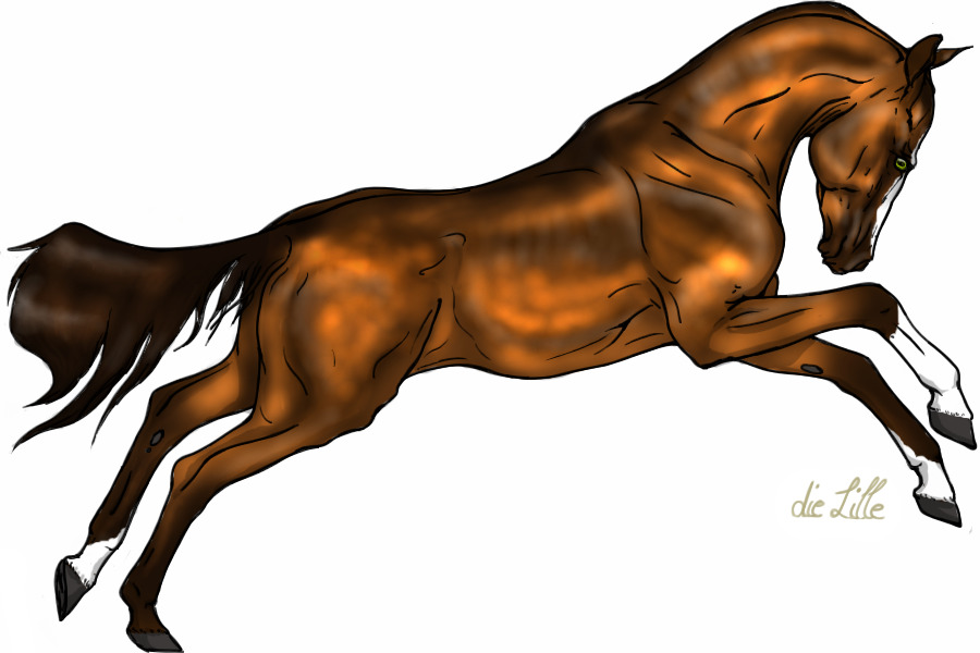 WAT: bronze bay Stallion