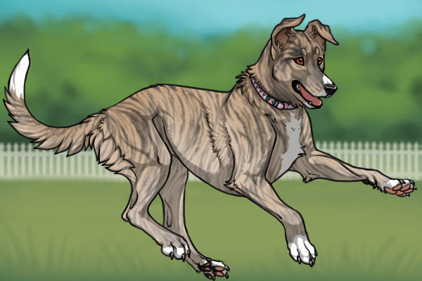 Belgian Kelpie 90