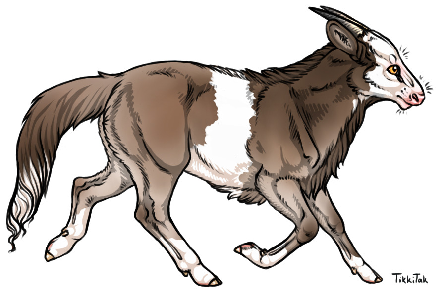 Breeding 013 | Belted White-Bellied Agouti Hereford