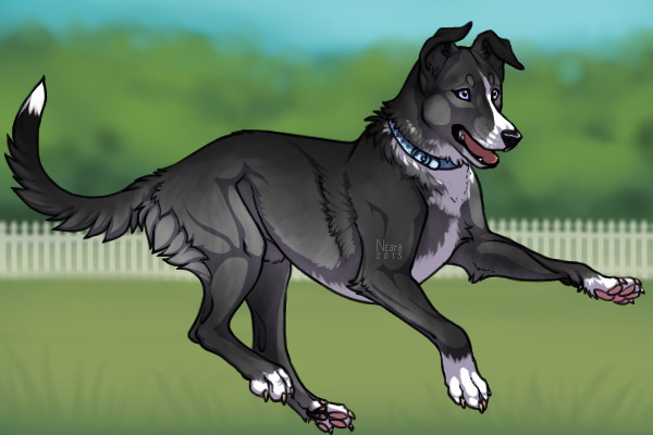 Belgian Kelpie 95