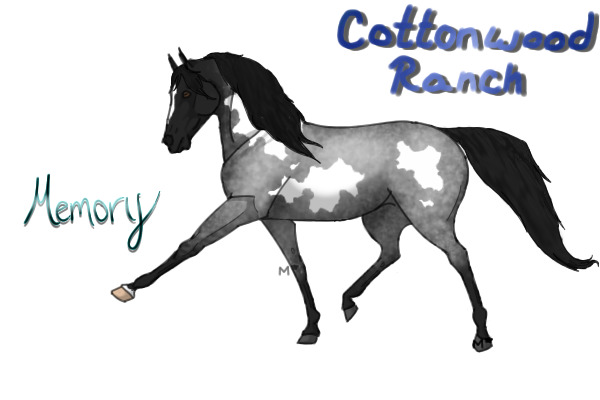 CWHR: Blue Roan Frame Overo