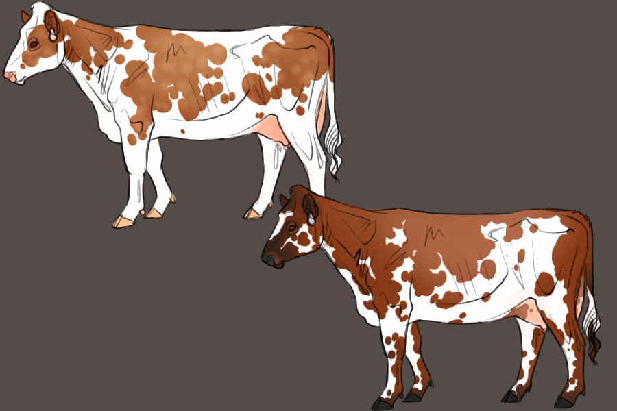 some cows