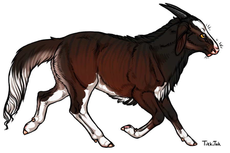 Summer Event 004 | Wild Piebald