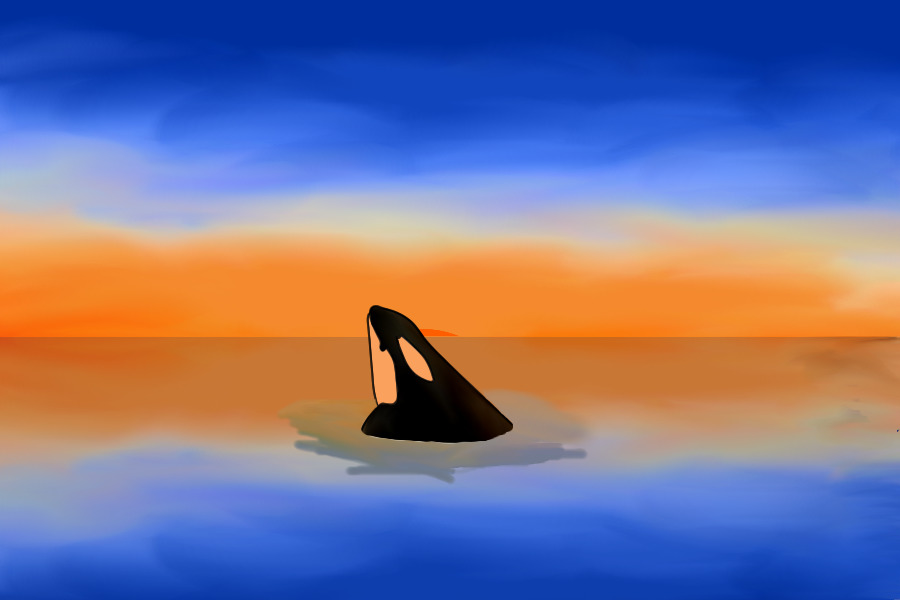 orca at sunset