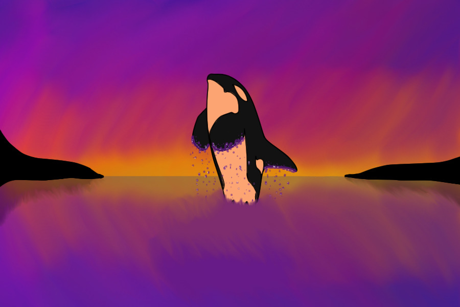 sunset killer whale