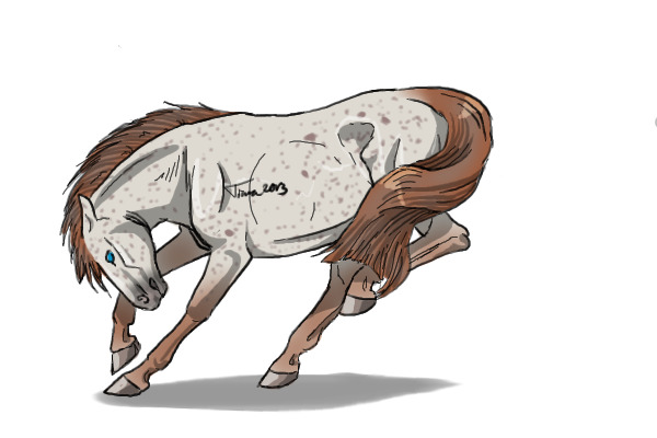 #7 Grayed Fleabitten Red Roan
