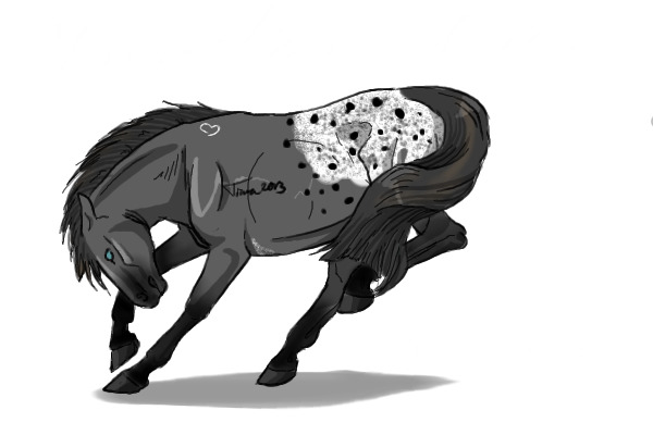 #10 Blue Roan Appaloosa