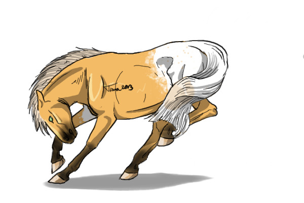 #13 Palamino Roan Appaloosa