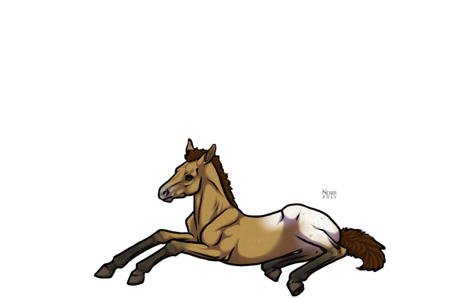 #8 Buckskin Appaloosa