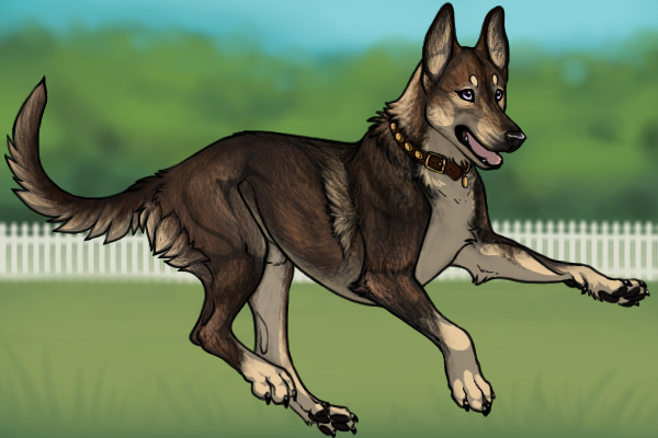 Belgian Kelpie 165