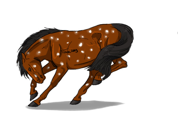 #18 Bay Snowflake Appaloosa