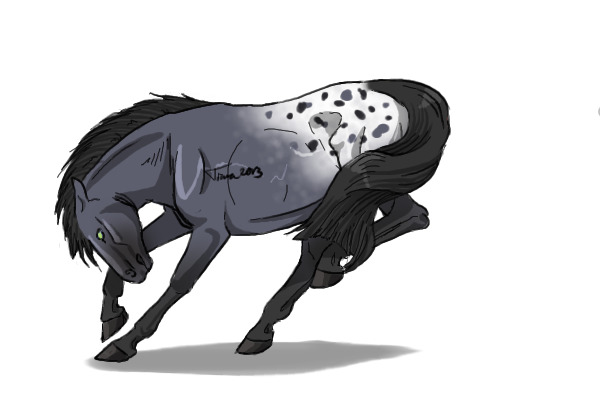 #19 Blue Roan Blanket Appaloosa