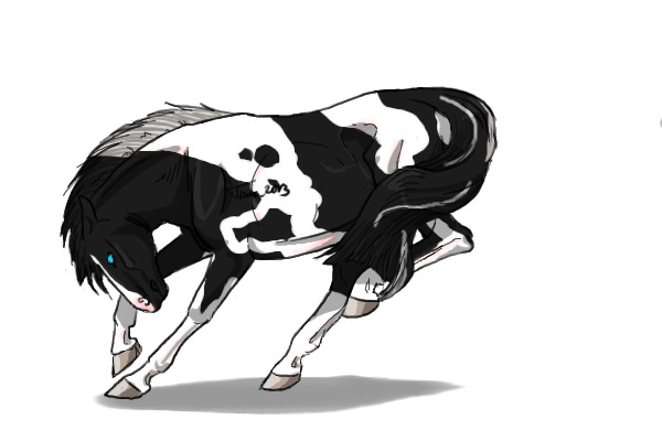 #28 Black Tobiano