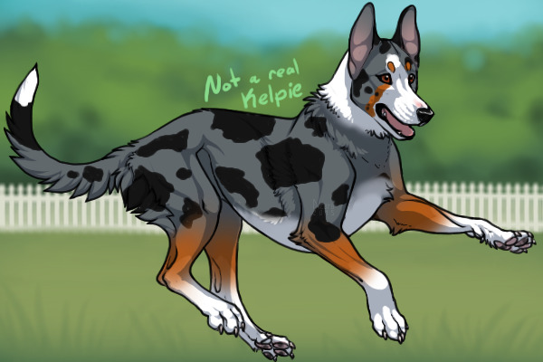 #1 Blue Merle and White (Irish) with Red Points
