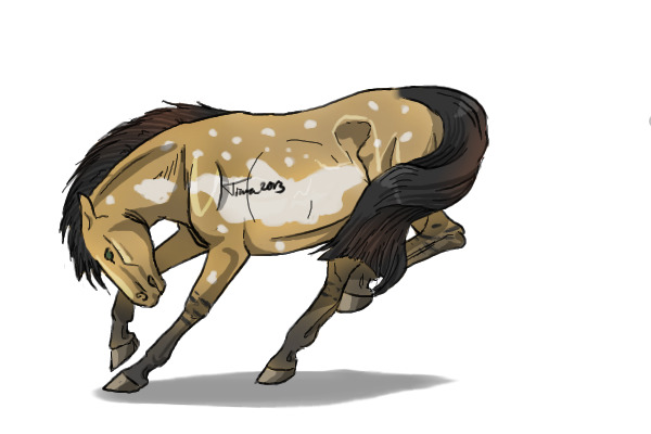 #29 Bay Dun Pintaloosa