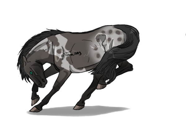 #33 Grullo Pintaloosa (Tobiano, Blanket)
