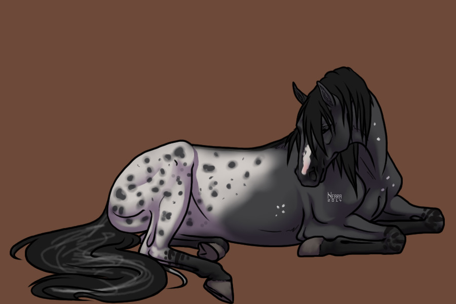 Medusa - Grullo Appaloosa w/ BC Spots