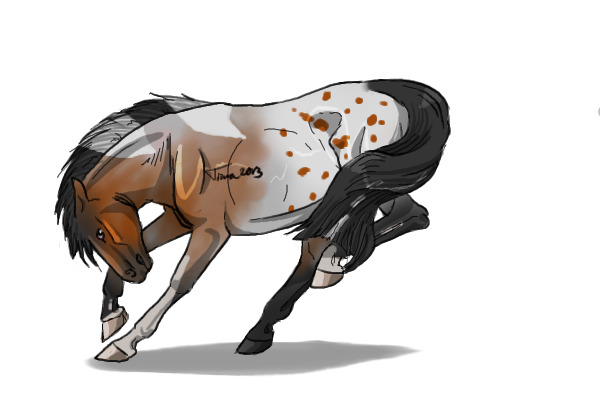 #34 Bay Dun Roan Pintaloosa