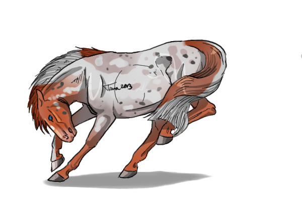 #35 Red Roan Pintaloosa