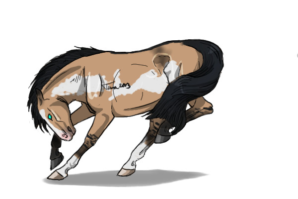 #36 Dunskin Frame Overo