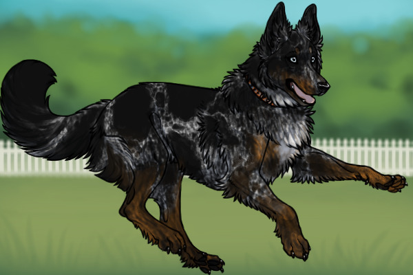 Belgian Kelpie 178