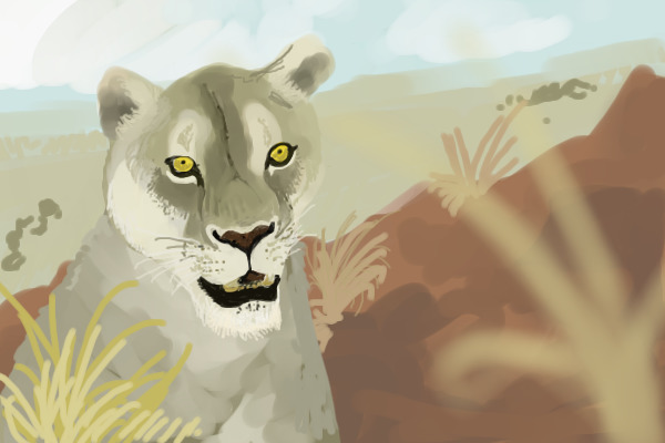 Lioness drawing