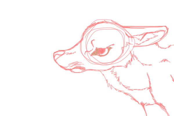 Coyote Sketch