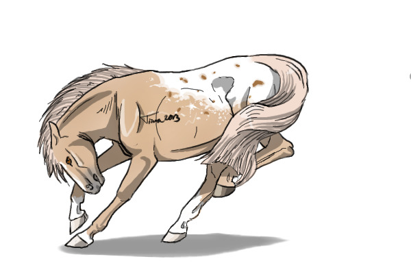 #41 Palomino Blanket Appaloosa