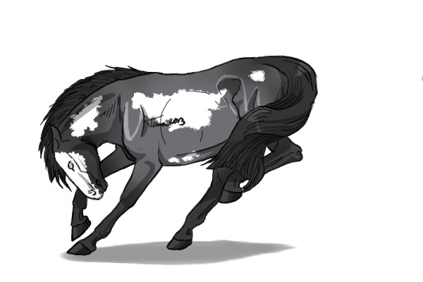 #42 Blue Roan Overo