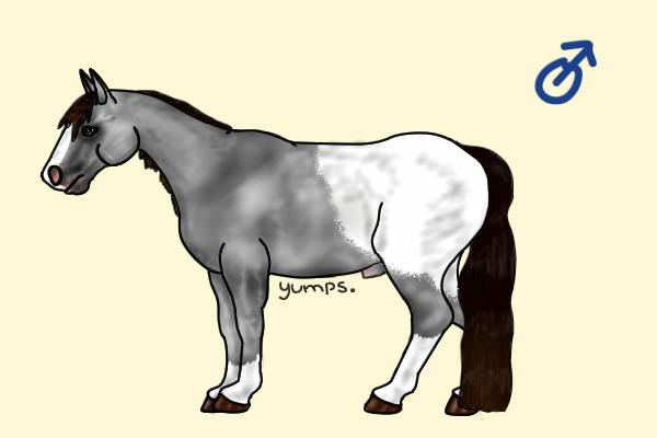 Mustang #2: Dapple Gray Blanket Appaloosa