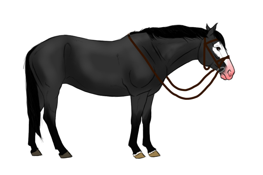horse