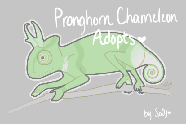 Pronghorn Chameleon Adopts ♥