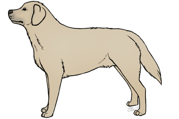 Labrador Retriever Editable