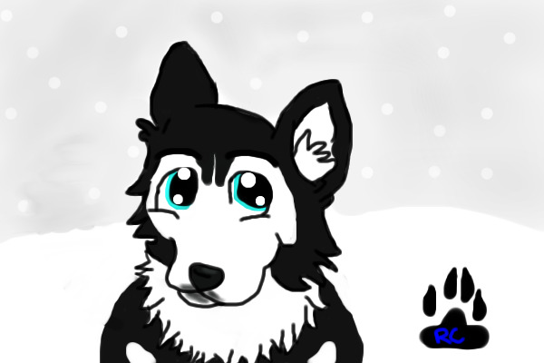 Husky on a snowy day