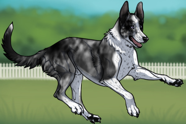 Belgian Kelpie #212