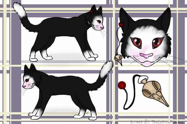 Kitty entry