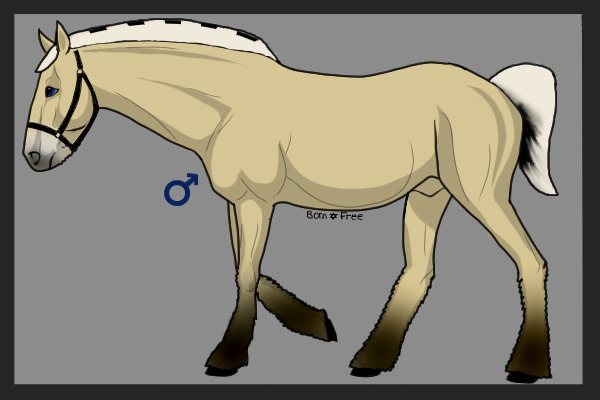 #139 Fjord Stallion